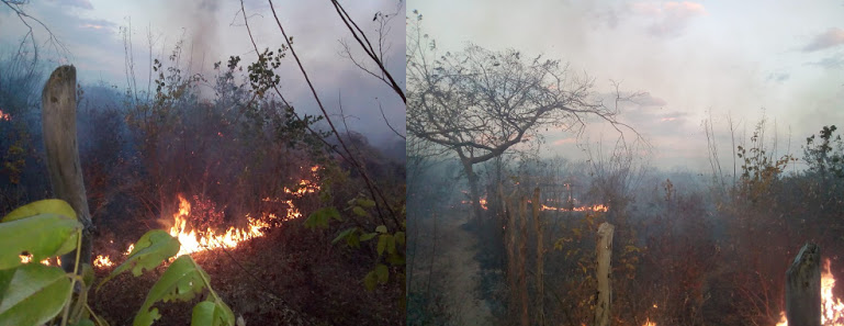 Incêndio dura três dias na zona rual de Pimenteiras
